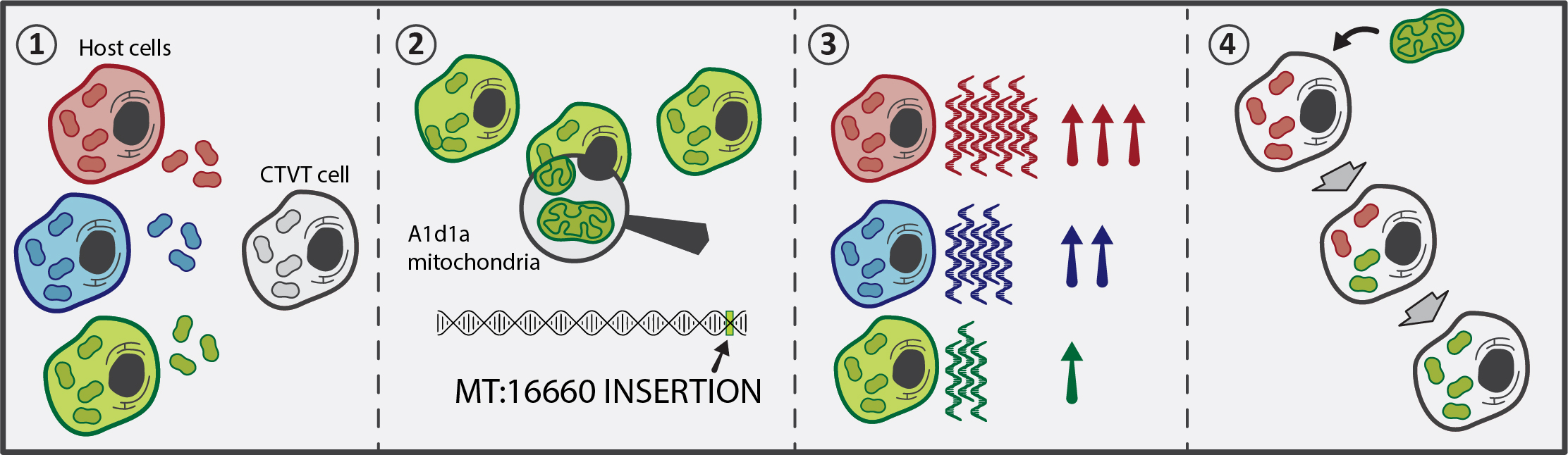 A model explaining repeated CTVT capture of the A1d1a mitochondria. (1) Different types of mitochondria are captured by CTVT cells, (2) but A1d1a mitochondria have a specific insertion at position 16660 of the mtDNA, (3) causing reduction in transcription