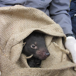 Tasmanian Devil Facial Tumor Disease