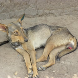 Canine Transmissible Venereal Disease