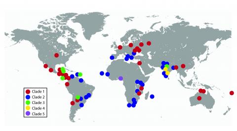 Five CTVT genetic lineages, or “clades”, and their distribution around the world.