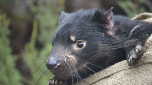 Tasmanian devil