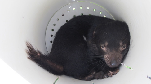 A second transmissible cancer in Tasmanian devils