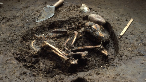 Digging up the ancient origin of a contagious canine cancer