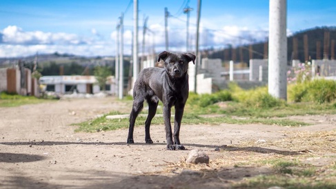 "Somatic evolution and global expansion of an ancient transmissible cancer lineage" published on Science today!