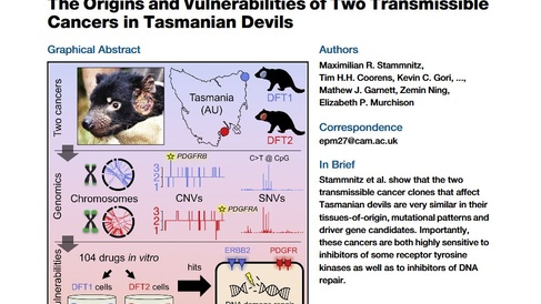 "The Origins and Vulnerabilities of Two Transmissible Cancers in Tasmanian Devils" published on Cancer Cell!