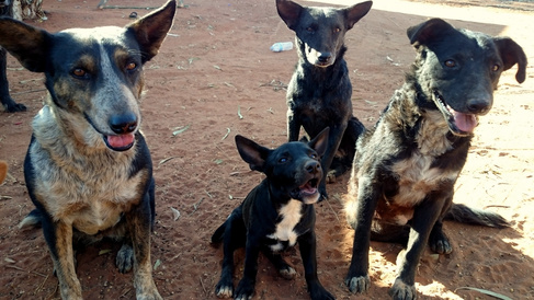 VIDEO: The contagious cancer that conquered the world