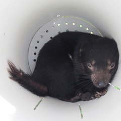 A second transmissible cancer in Tasmanian devils