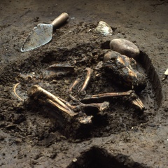 Digging up the ancient origin of a contagious canine cancer