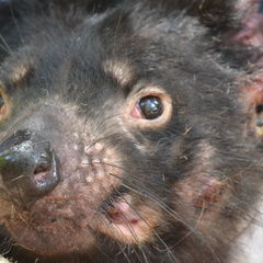 Job opportunity at the TCG!