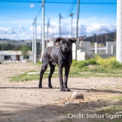 "Somatic evolution and global expansion of an ancient transmissible cancer lineage" published on Science today!