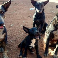 VIDEO: The contagious cancer that conquered the world