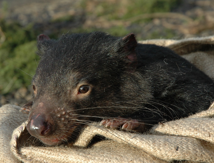 Tasmanian devil