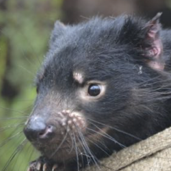 Tasmanian devil