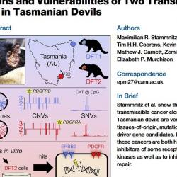 "The Origins and Vulnerabilities of Two Transmissible Cancers in Tasmanian Devils" published on Cancer Cell!