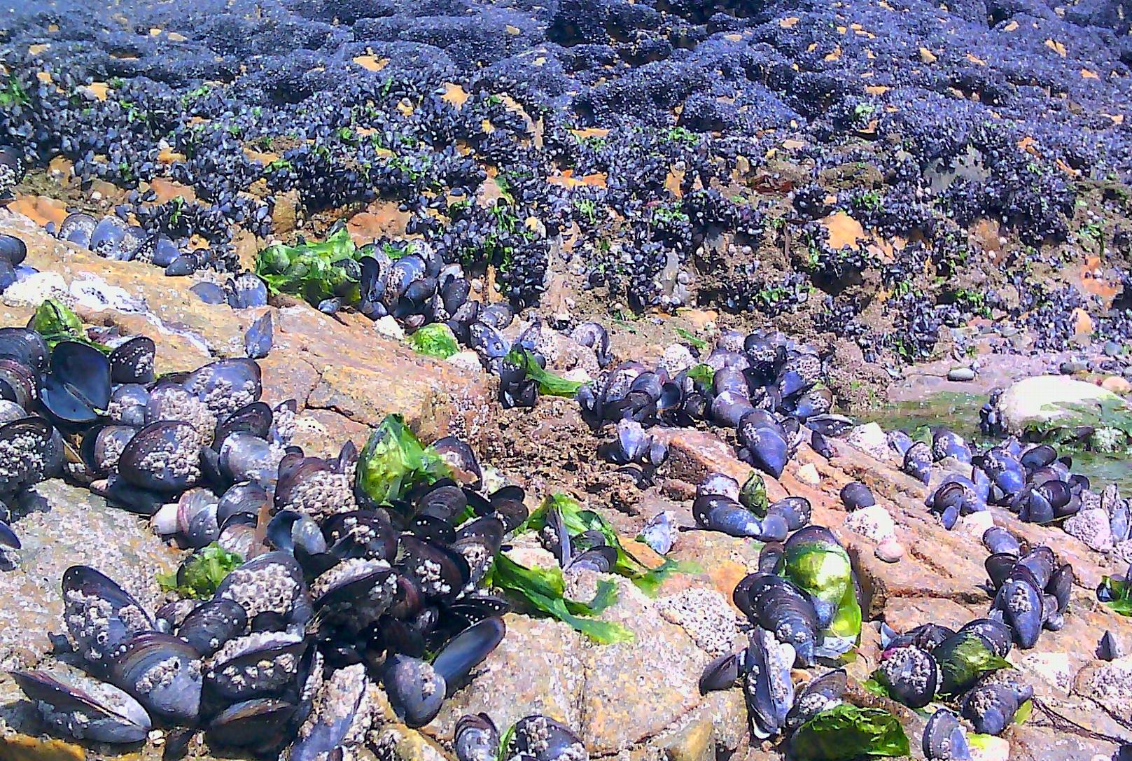 Mussel beds in Brittany, France, found to be affected by bivalve transmissible neoplasia. (Credit: Ismaël Bernard, Eurêka Mer.)