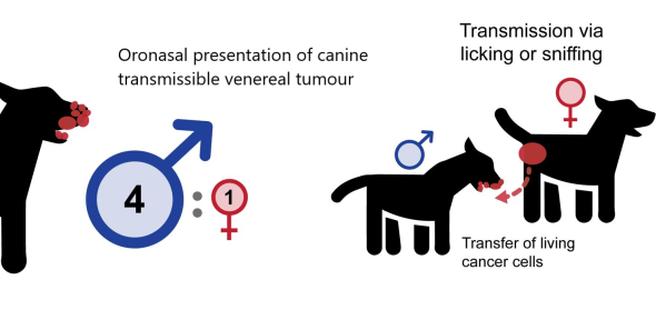 Male dogs more likely to develop oronasal form of CTVT