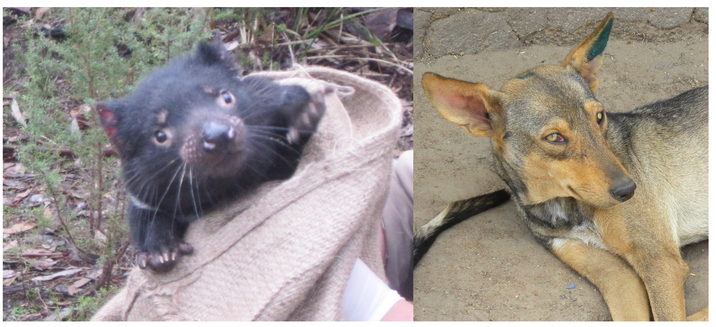 Dogs and Tasmanian devils