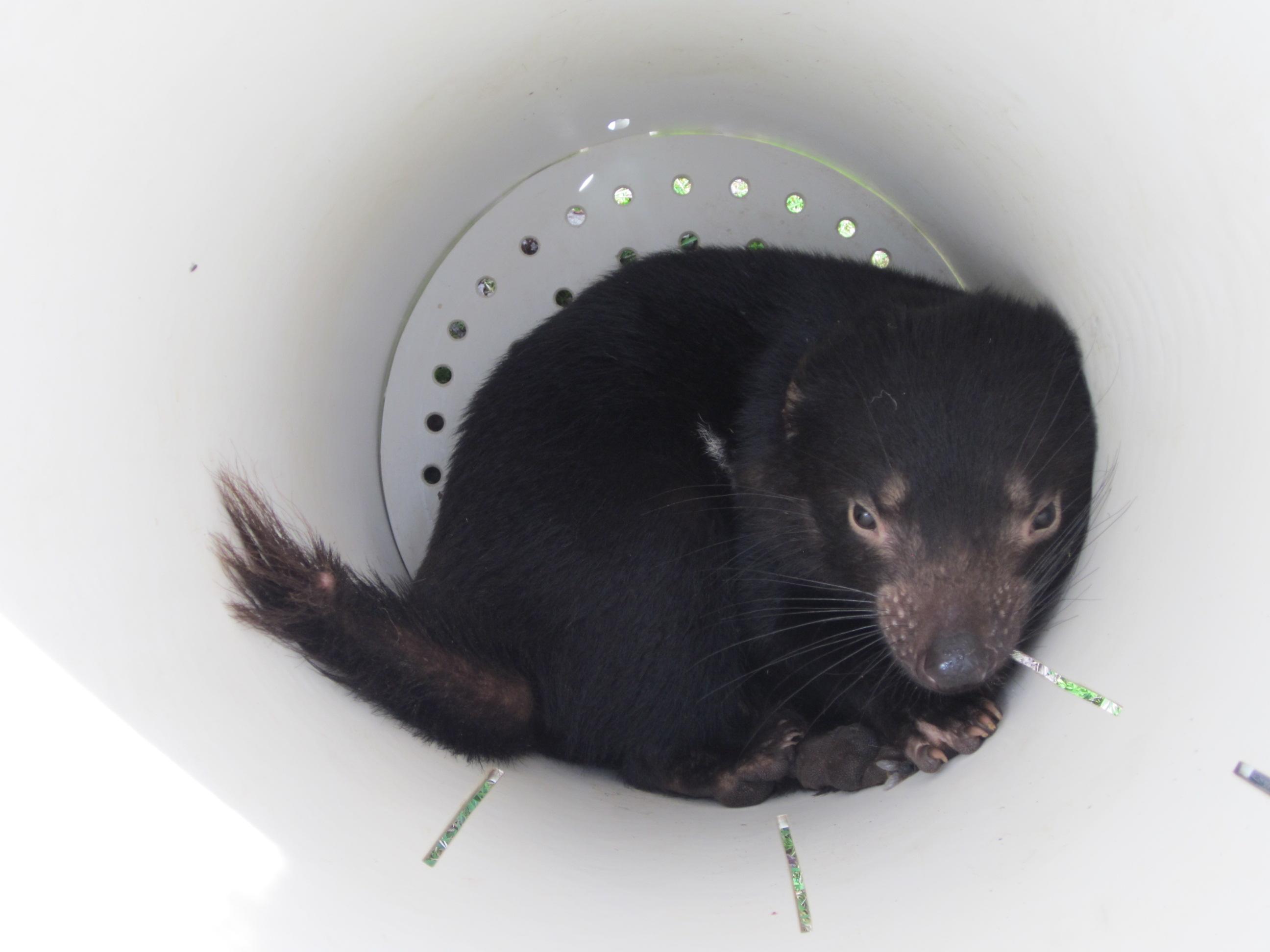 A second transmissible cancer in Tasmanian devils
