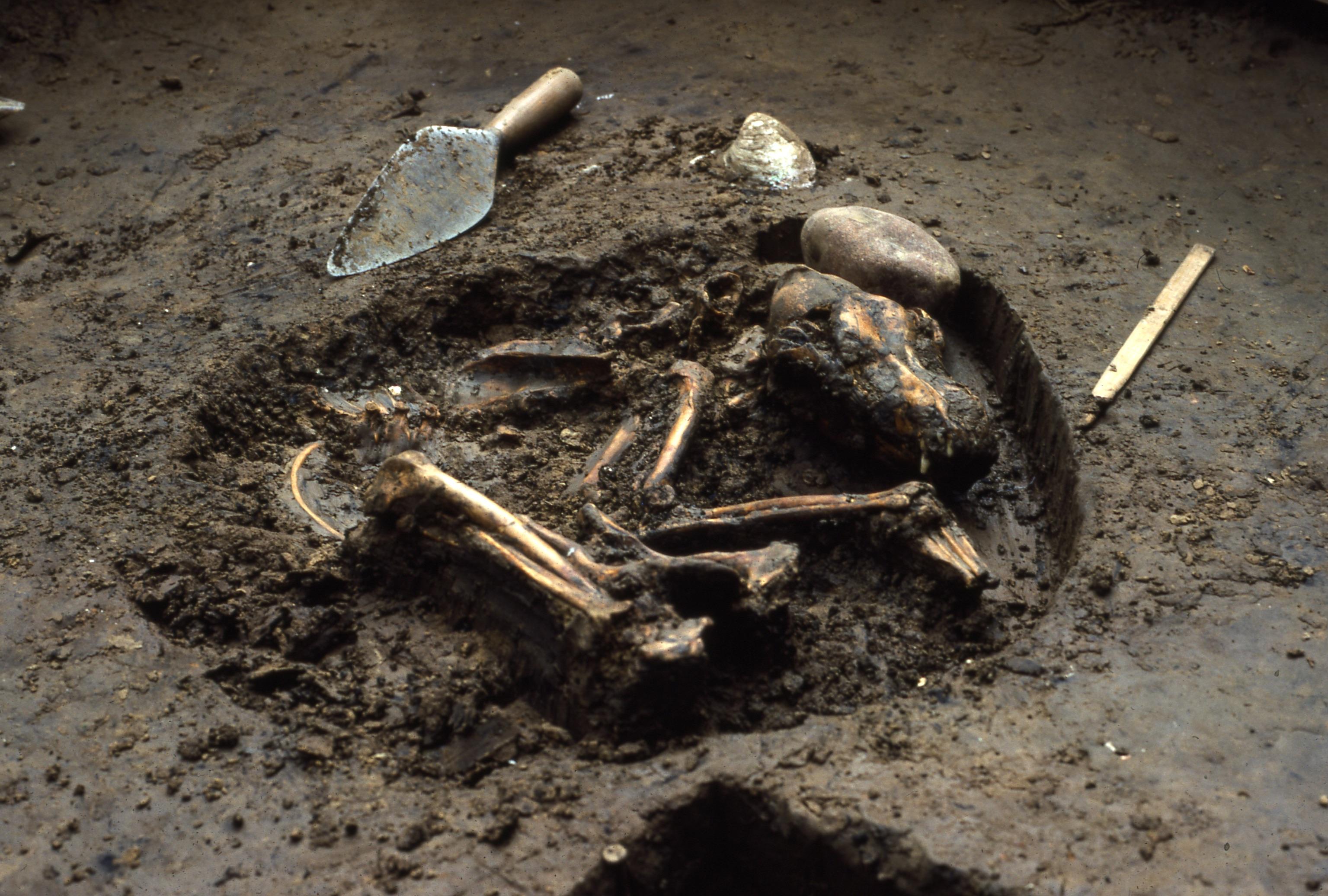 Digging up the ancient origin of a contagious canine cancer