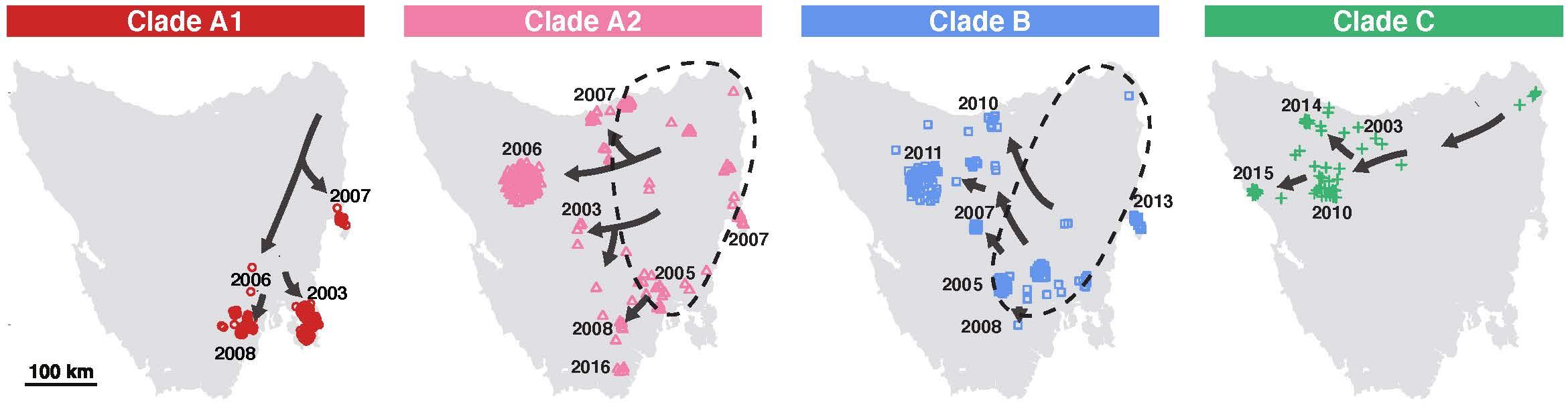 The spread of the Tasmanian devil transmissible cancer known as devil facial tumour 1 (DFT1) across Tasmania. DFT1 has split into five clades; three of these clades and two subclades, named A1, A2, B and C, continue to persist today. Maps show the geograp Evolution and geographical spread of a Tasmanian devil transmissible cancer