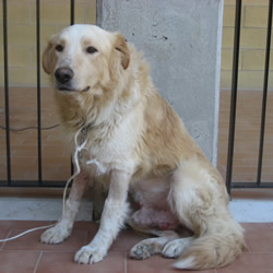This dog's tumour did not arise from the cells of this dog; rather, the tumour is a foreign graft originating in a different dog.