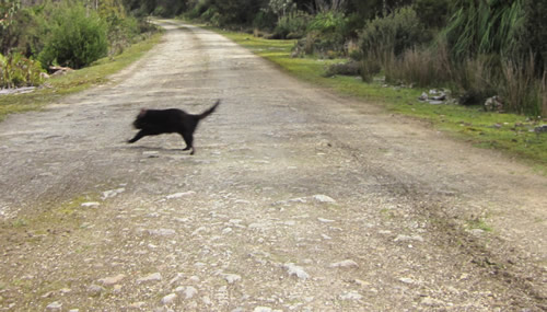 A rare sighting of a wild Tasmanian devil