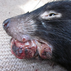 Tasmanian devil facial tumour disease (DFTD)