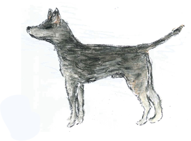 Artist’s impression of the “founder dog” that first gave rise to CTVT. This dog’s phenotypic traits were interpreted from the genetic variation found in the DNA of the cancer that it spawned. [Image credit:  Emma Werner]