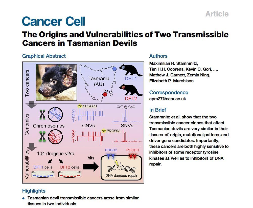 "The Origins and Vulnerabilities of Two Transmissible Cancers in Tasmanian Devils" published on Cancer Cell!